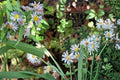 Willow Aster Seeds 100 Pack – Symphyotrichum praealtum Native Perennial with Pale Lavender Blue Flowers for Prairie & Meadow Gardens
