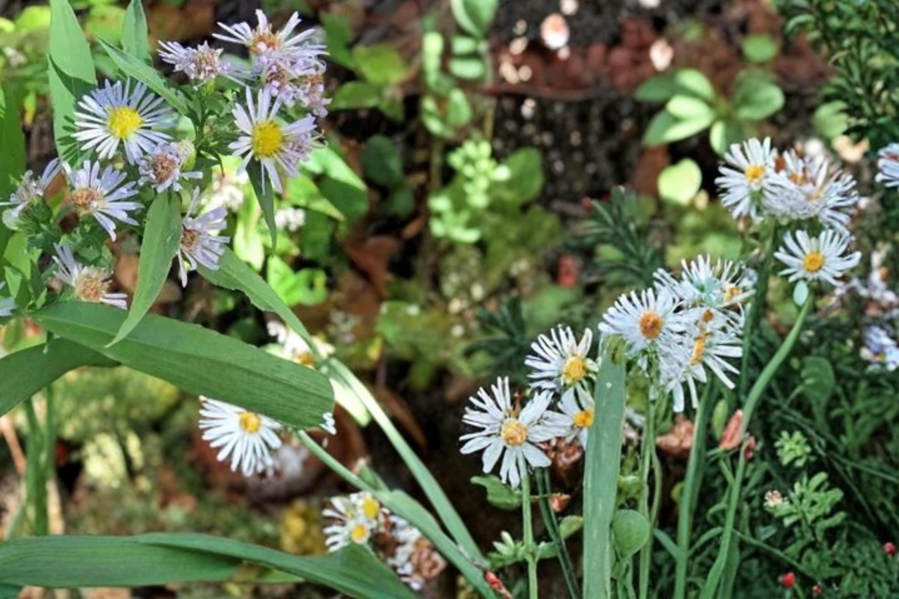 Willow Aster Seeds 100 Pack – Symphyotrichum praealtum Native Perennial with Pale Lavender Blue Flowers for Prairie & Meadow Gardens