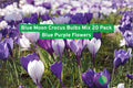 Blue Moon Crocus Bulbs Mix 20 Pack – Blue & Purple Spring Flowering Bulbs for Garden Beds & Borders