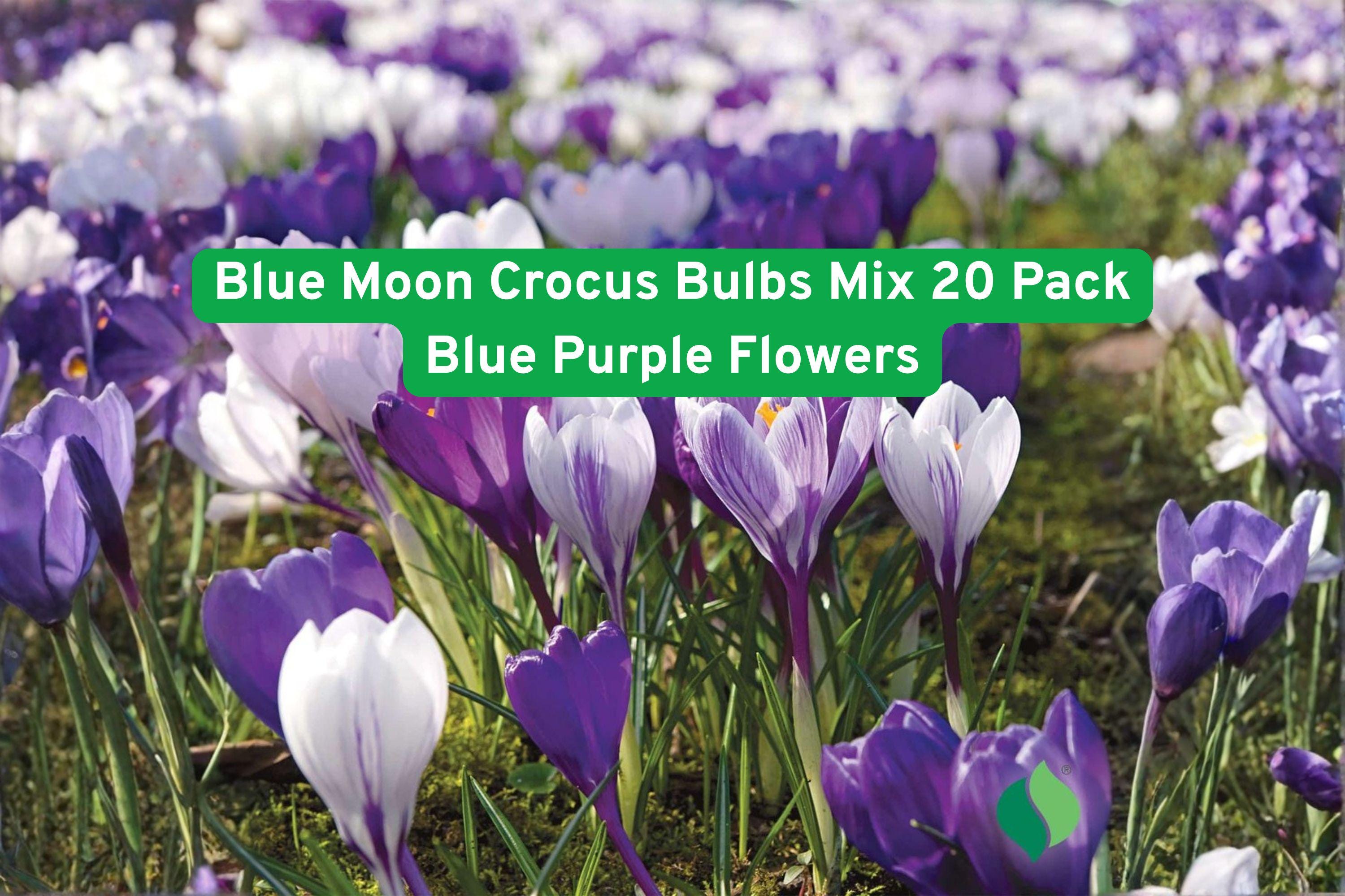 Blue Moon Crocus Bulbs Mix 20 Pack – Blue & Purple Spring Flowering Bulbs for Garden Beds & Borders