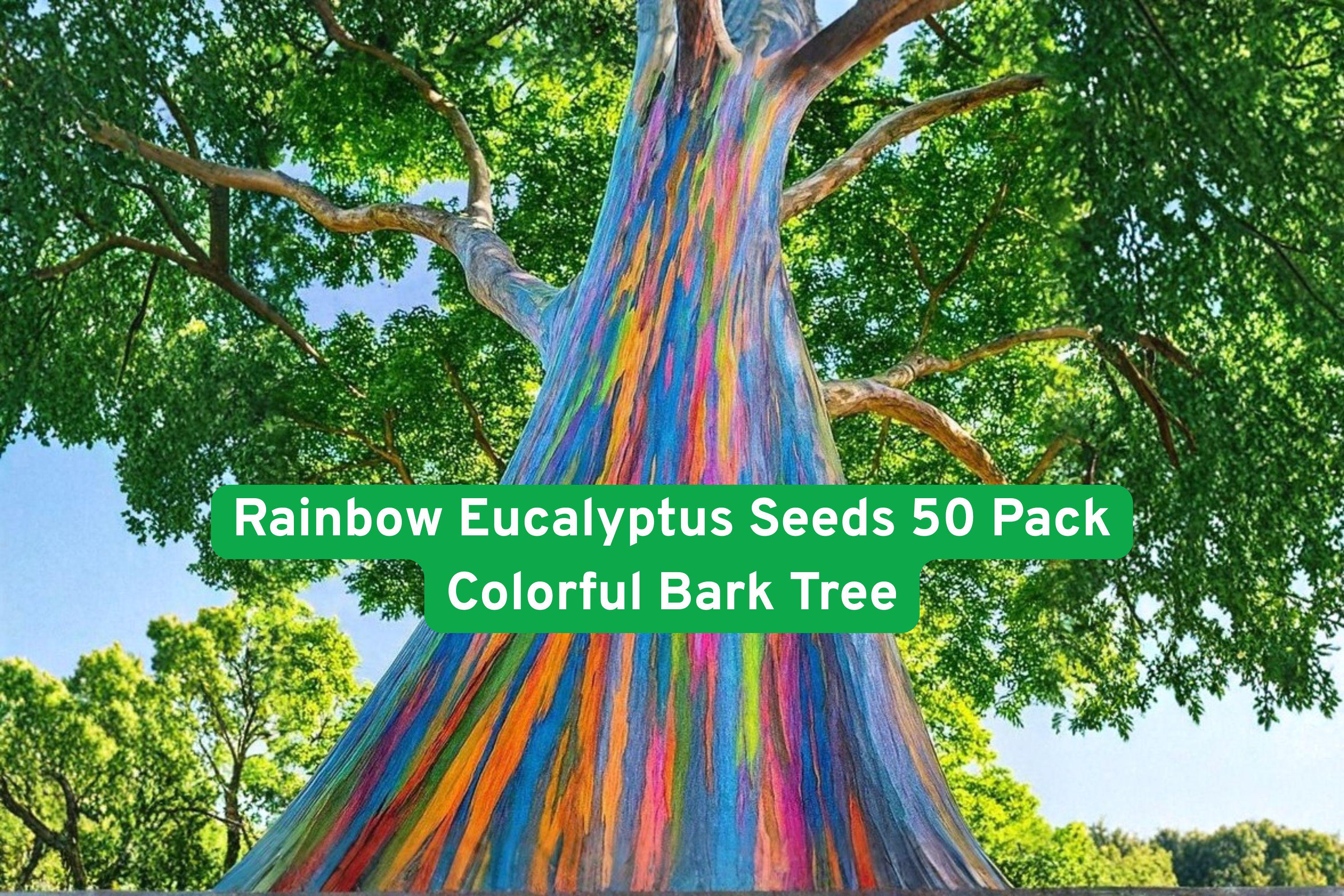 Rainbow Eucalyptus Seeds 50 Pack | Exotic Tropical Tree with Multicolor Bark | Eucalyptus deglupta for Gardens & Landscapes