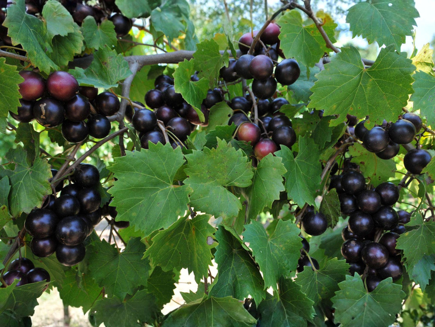 Muscadine Grape Cuttings Vitis rotundifolia Native Fruit Vine for Garden Trellis, 10 Unrooted Clippings