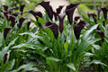 Odessa Calla Lily Bulbs - Vibrant Flower Color - Zantedeschia spp. - Live Plant for Spring Planting