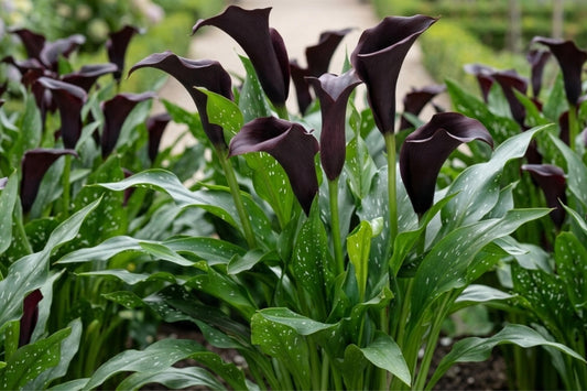 Odessa Calla Lily Bulbs - Vibrant Flower Color - Zantedeschia spp. - Live Plant for Spring Planting