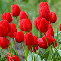 Red Tulip Bulbs – 5 Pack for Fall Planting – Tulipa spp. Perennial Spring Flowers for Garden Beds & Containers