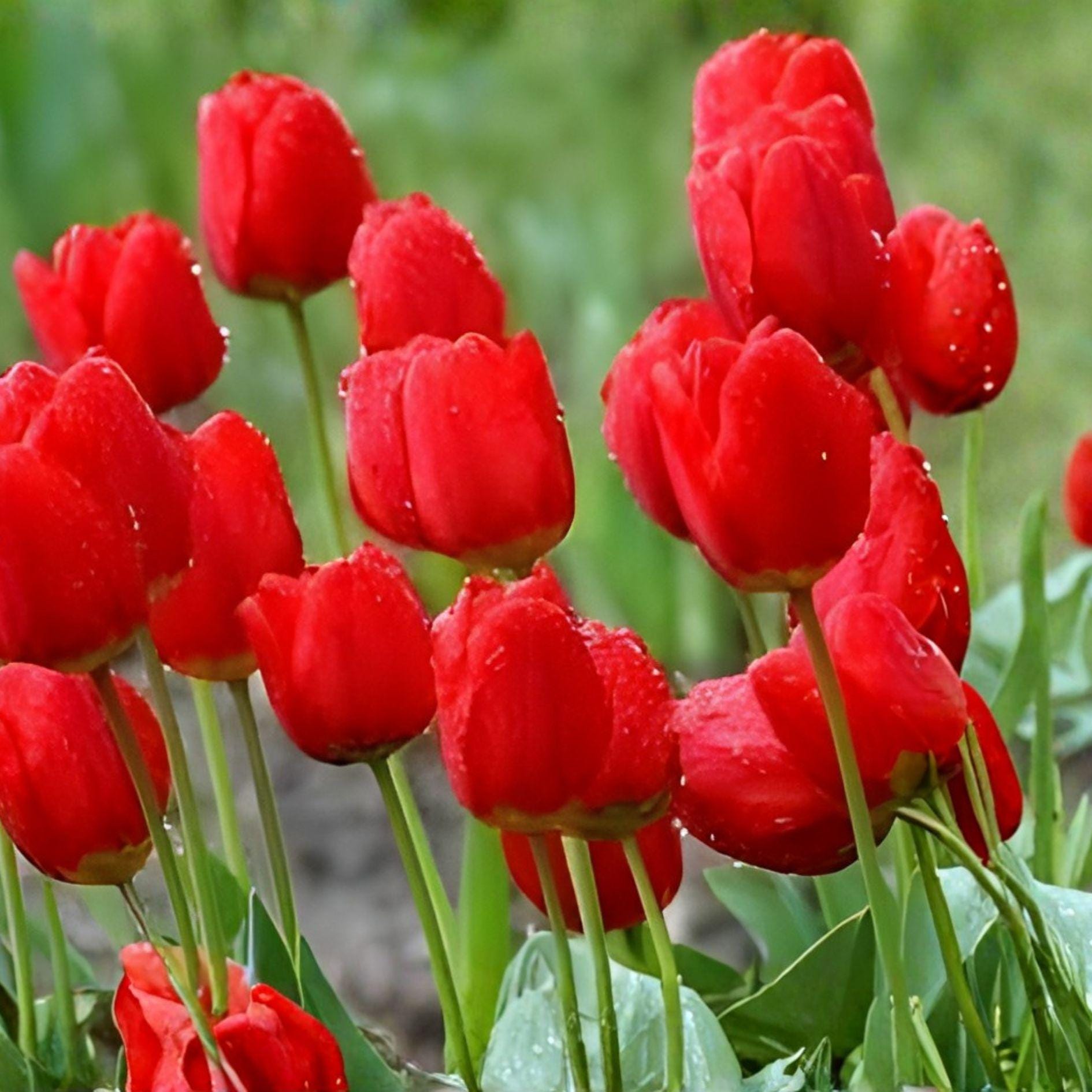 Red Tulip Bulbs – 5 Pack for Fall Planting – Tulipa spp. Perennial Spring Flowers for Garden Beds & Containers