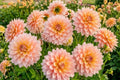 Decorative Dahlia Bulb Tuber Clump SHEER HEAVEN | Perennial Flowering Plant Dahlia pinnata for Garden Beds & Containers