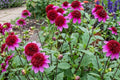 Powder Puff Dahlia Bulb Clump – Poodle Skirt Variety, Pink White Blooms, Flowering Tubers for Garden, Landscape, Cut Flowers