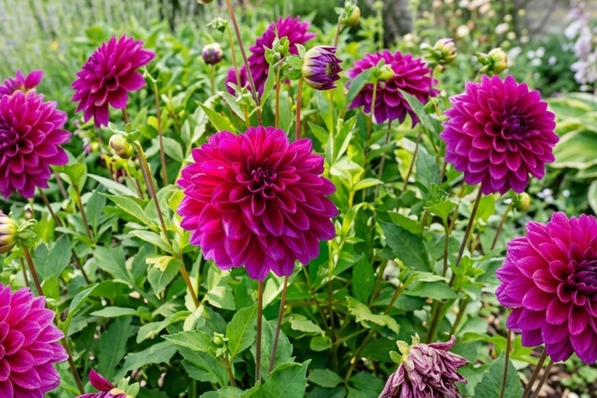 Large Decorative Dinnerplate Dahlia Bulb Clump | Perennial Flower | Le Baron | Dahlia pinnata