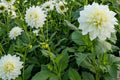 White Perfection Dahlia Tuber Clump | Dinnerplate Size Decorative Flower Bulb | Dahlia pinnata