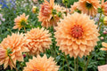 Giant Dinnerplate Dahlia Bulb Cluster – Ben Houston Variety, Dahlia pinnata, Large Showy Flowers for Garden, Border, or Container