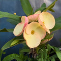 Crown of Thorns Cutting – Soft Pink Flowering Succulent Starter Plant – Euphorbia milii, Unrooted Propagation Plant