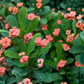 Euphorbia milii Pink Crown of Thorns Cutting - Succulent Starter Plant, Indoor & Outdoor, Pink Flowers, Live Propagation Plant