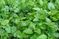 Lemon Balm Seeds (Melissa officinalis) – Fragrant Herb for Tea, Culinary & Remedies, Easy to Grow, 100 Seeds