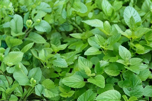 Lemon Balm Seeds (Melissa officinalis) – Fragrant Herb for Tea, Culinary & Remedies, Easy to Grow, 100 Seeds