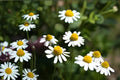 German Chamomile Seeds - 100 Pack for Herbal Tea & Remedies, Matricaria recutita, Easy to Grow Medicinal Herb