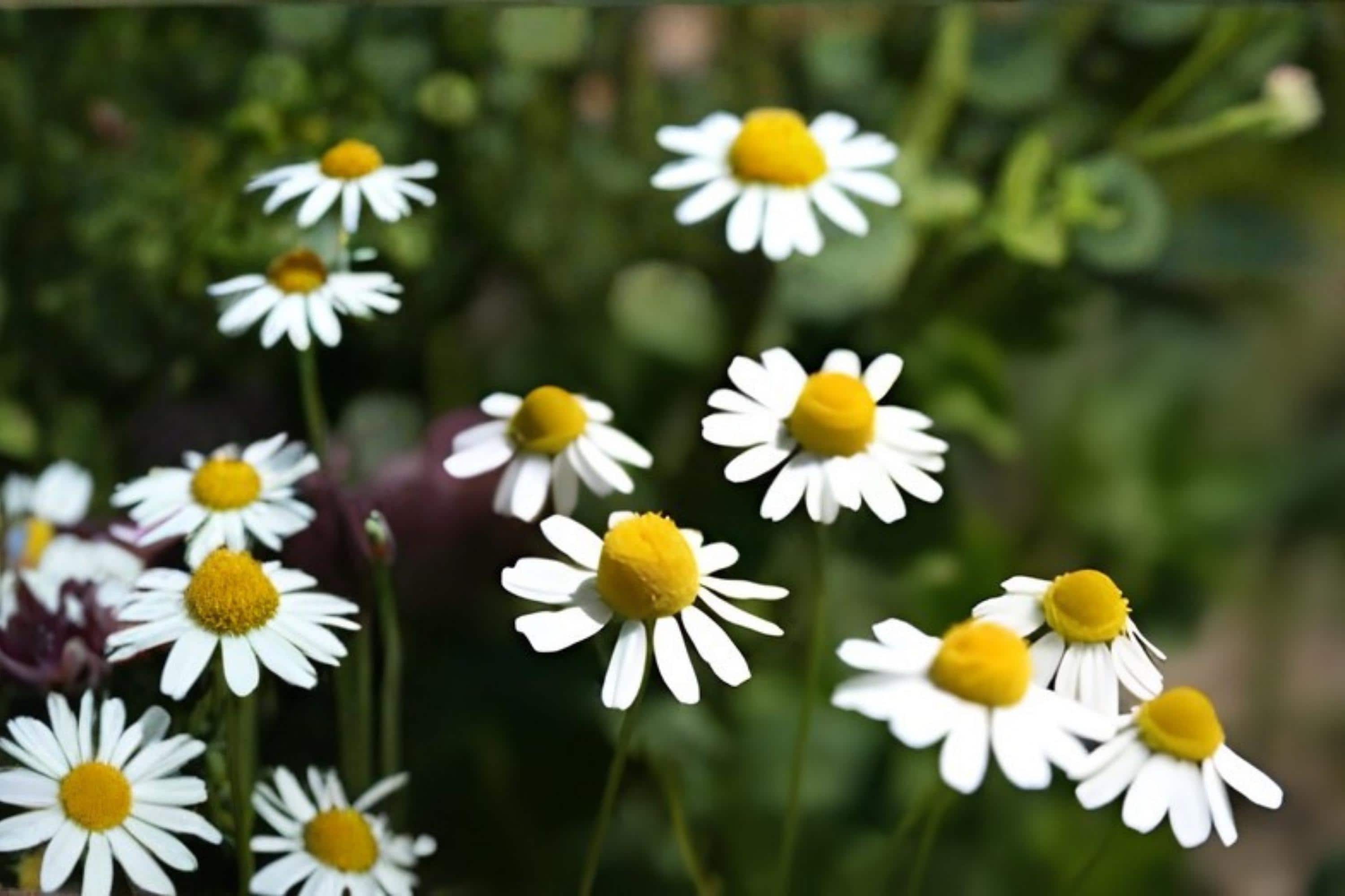 German Chamomile Seeds - 100 Pack for Herbal Tea & Remedies, Matricaria recutita, Easy to Grow Medicinal Herb