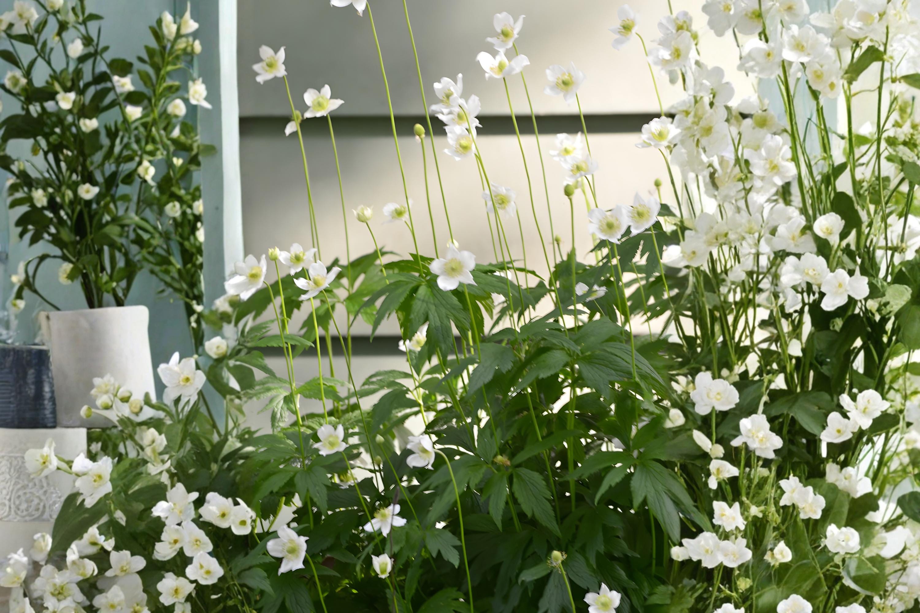 Tall Thimbleweed Seeds (Anemone virginiana) – Native Wildflower for Prairies, Meadows & Natural Gardens, Pollinator Friendly, Easy to Grow