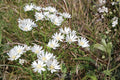Upland White Goldenrod Seeds (100) – Native Wildflower for Prairies, Dry Gardens & Pollinator Habitats – Oligoneuron rigidum