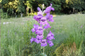 Showy Beardtongue Seeds, Penstemon cobaea, Native Wildflower, Drought Tolerant, Pollinator Attracting, Lavender Blooms