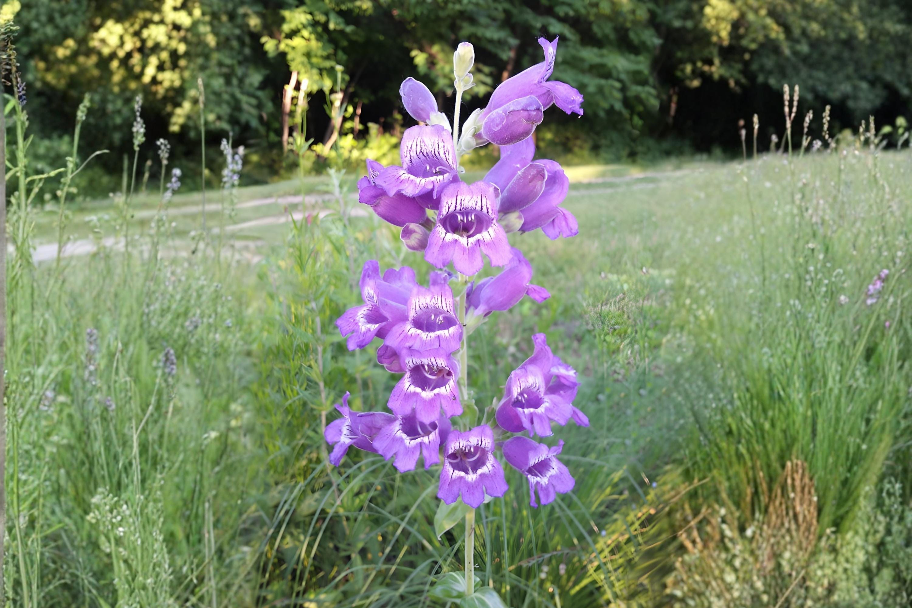 Showy Beardtongue Seeds, Penstemon cobaea, Native Wildflower, Drought Tolerant, Pollinator Attracting, Lavender Blooms