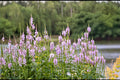 Obedient Plant Seeds, Physostegia virginiana, Native Perennial with Pink to Lavender Tubular Flowers, Pollinator-Friendly, 50 Seeds