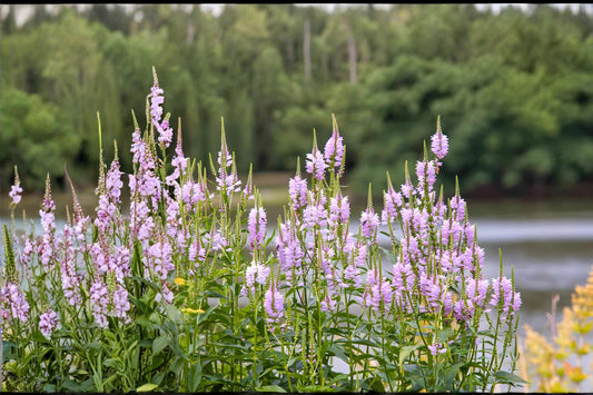 Obedient Plant Seeds, Physostegia virginiana, Native Perennial with Pink to Lavender Tubular Flowers, Pollinator-Friendly, 50 Seeds