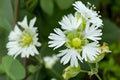 Starry Campion Seeds (Silene stellata) – Native Wildflower for Shade Gardens, Woodland, Pollinator Habitats, Delicate White Blooms