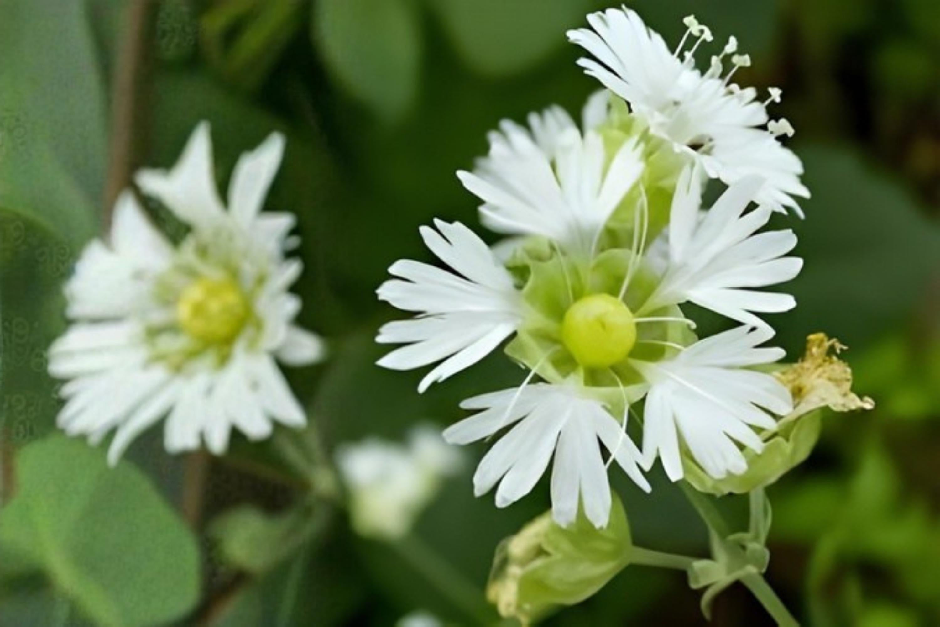 Starry Campion Seeds (Silene stellata) – Native Wildflower for Shade Gardens, Woodland, Pollinator Habitats, Delicate White Blooms