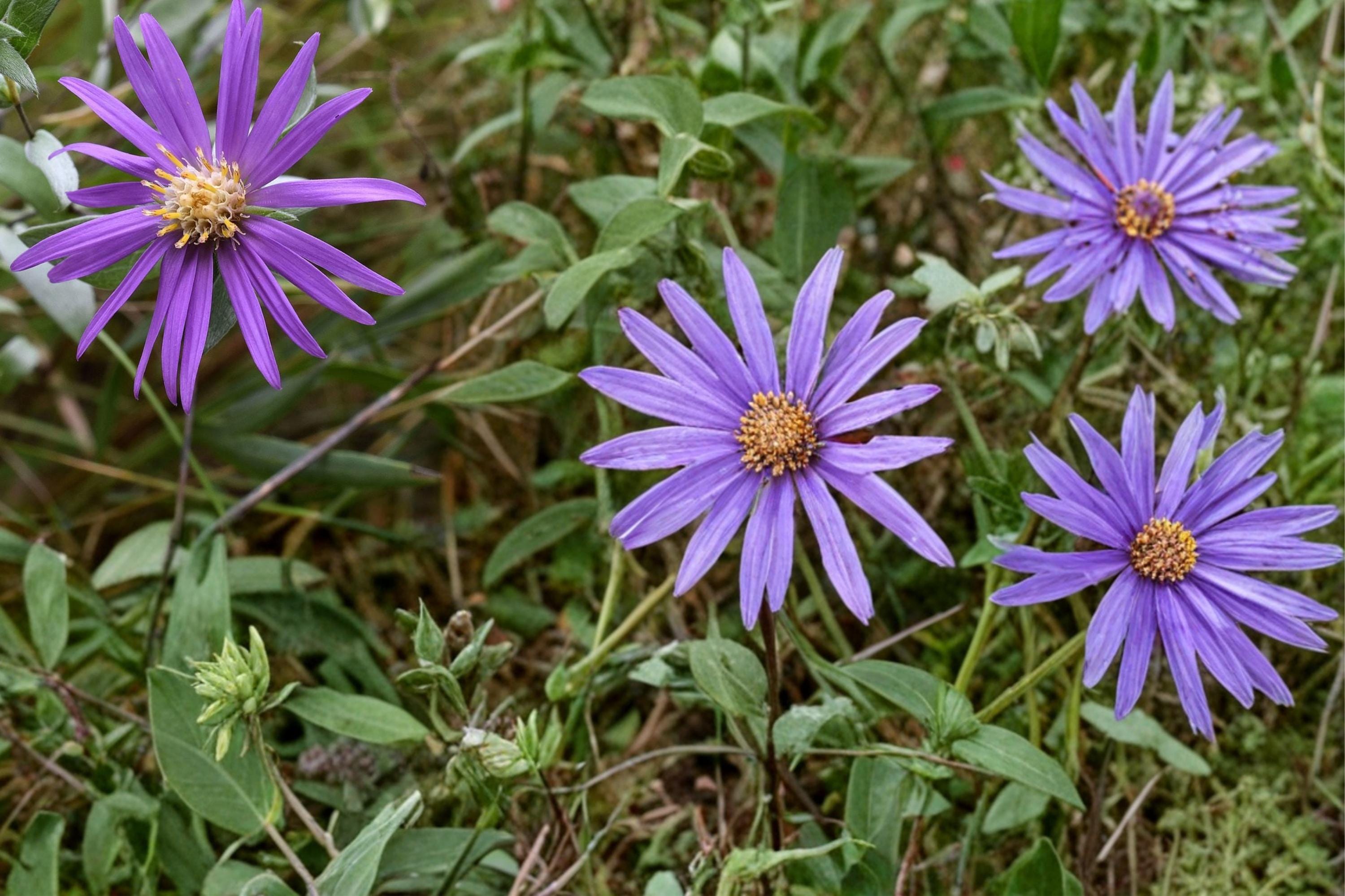 Silky Aster Seeds 100 Pack – Symphyotrichum sericeum Native Perennial with Lavender to Purple Flowers for Dry Gardens