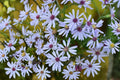 Short’s Aster Seeds – 100 Herbaceous Perennial, Pale Lavender to Blue Flowers, Symphyotrichum shortii, Native Wildflower Seed