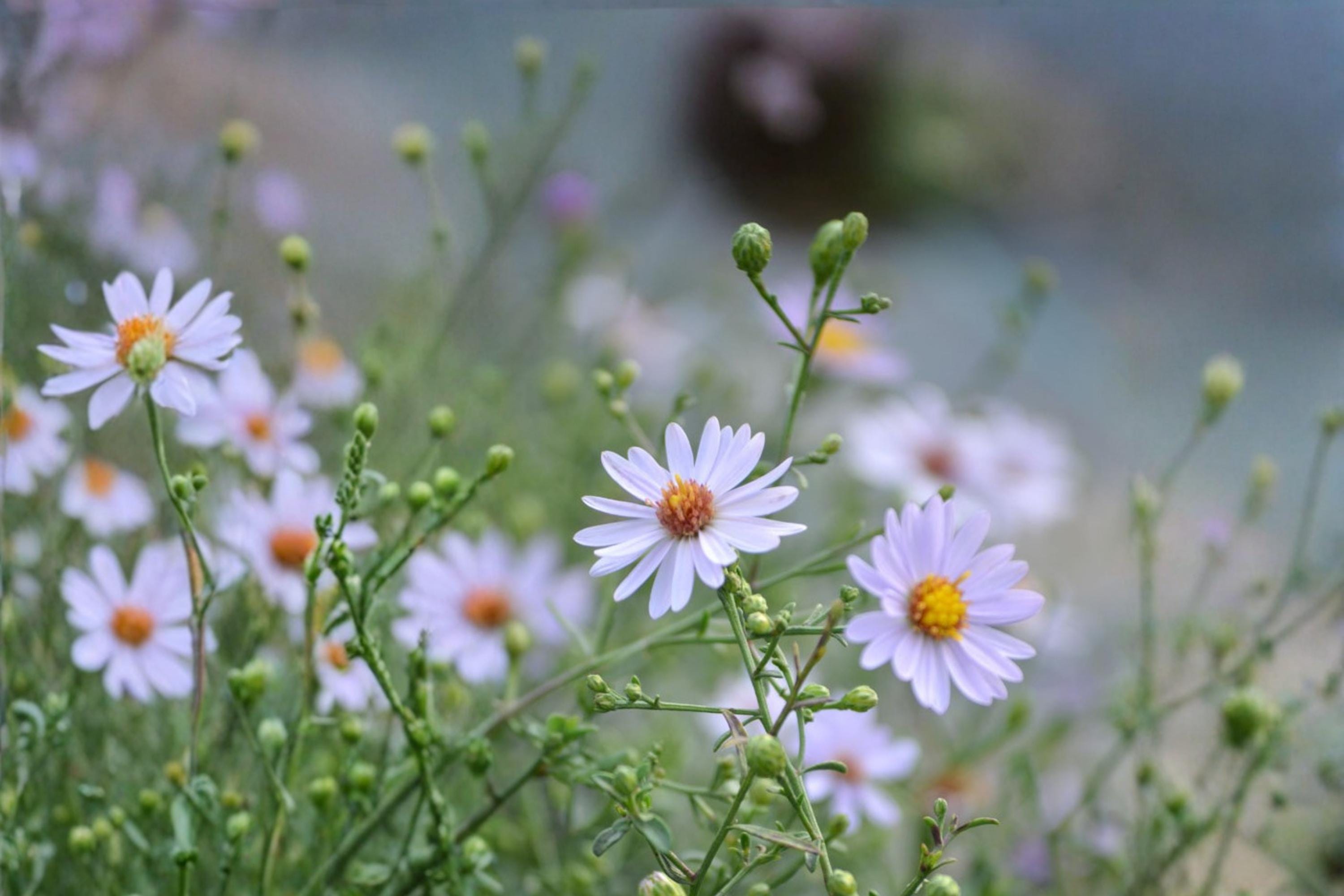 Prairie Aster Seeds 100 Pack – Symphyotrichum turbinellum Native Perennial with Lavender to Purple Flowers for Wildflower Gardens