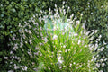 Spike Rush Seeds – Eleocharis acicularis, Aquatic Perennial for Ponds & Water Gardens, Wetland & Marsh Plant, 100 Seeds