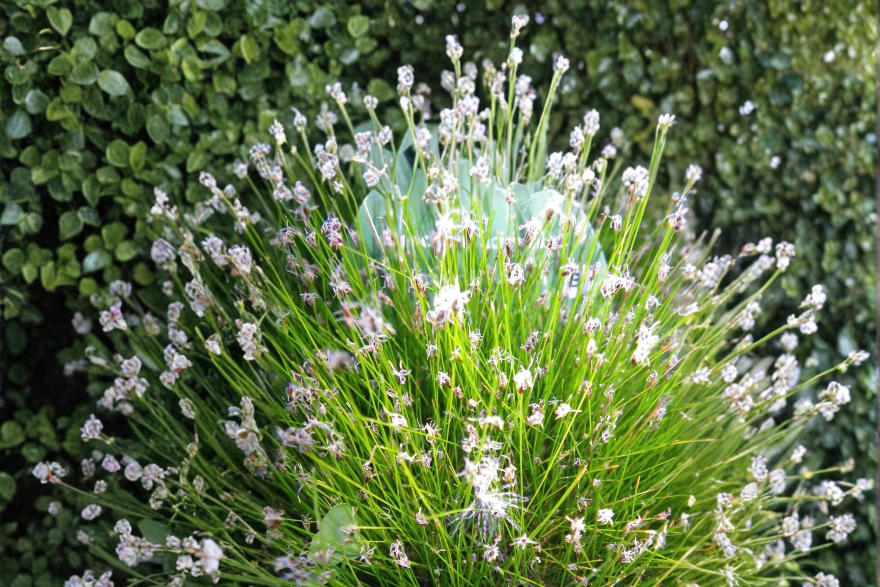 Spike Rush Seeds – Eleocharis acicularis, Aquatic Perennial for Ponds & Water Gardens, Wetland & Marsh Plant, 100 Seeds