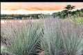 Little Bluestem Grass Seeds – Schizachyrium scoparium, Native Perennial Prairie & Meadow Grass, Drought Tolerant, Blue-Green Foliage