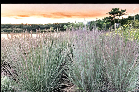 Little Bluestem Grass Seeds – Schizachyrium scoparium, Native Perennial Prairie & Meadow Grass, Drought Tolerant, Blue-Green Foliage