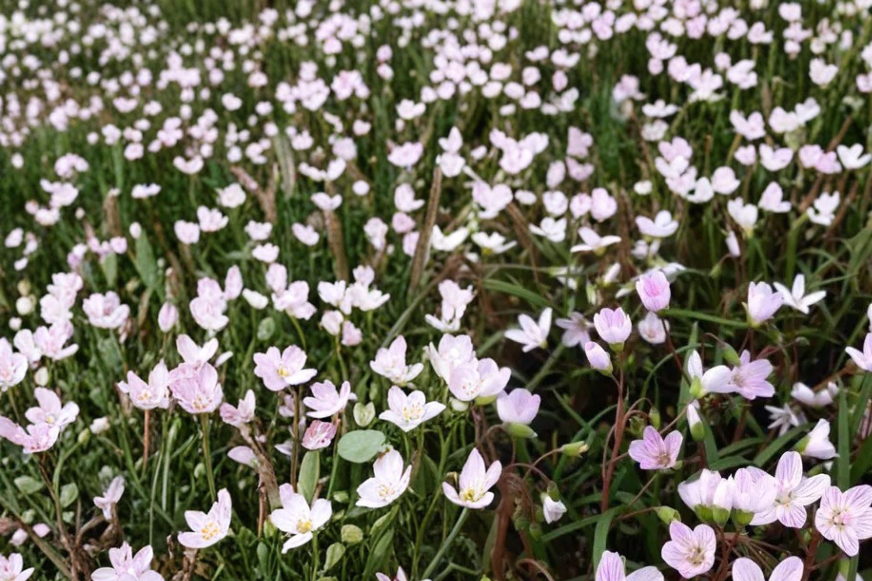 Spring Beauty Seeds – Claytonia virginica – Native Woodland Perennial with White to Pale Pink Striped Flowers