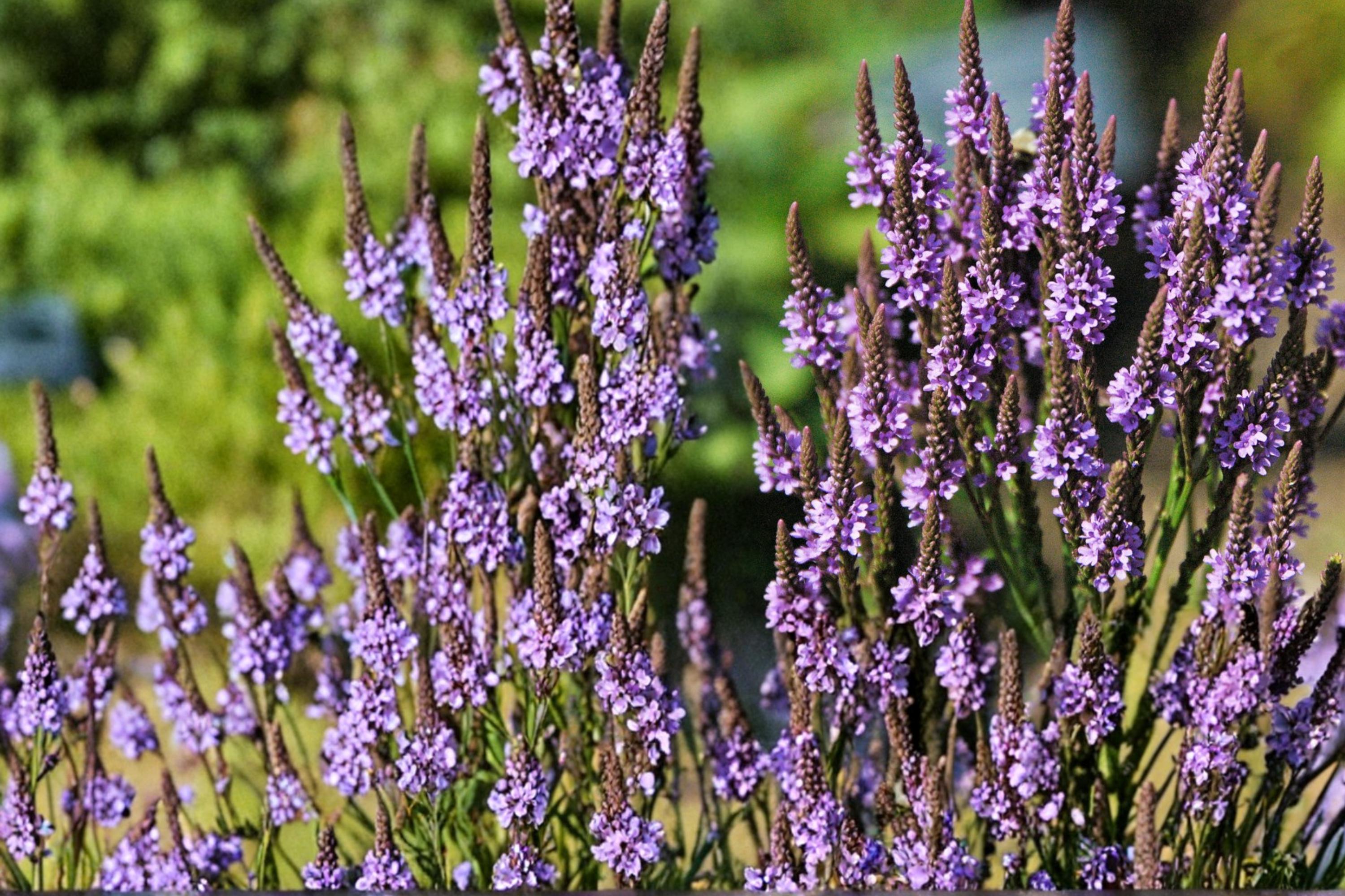 Blue Vervain Seeds 100 Pack – Verbena hastata Perennial Wildflower for Gardens, Meadows & Wetlands