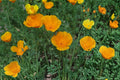 California Poppy Seeds – Eschscholzia californica, Bright Orange Wildflower, Annual Herbaceous Plant for Gardens & Meadows