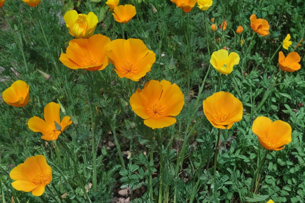 California Poppy Seeds – Eschscholzia californica, Bright Orange Wildflower, Annual Herbaceous Plant for Gardens & Meadows