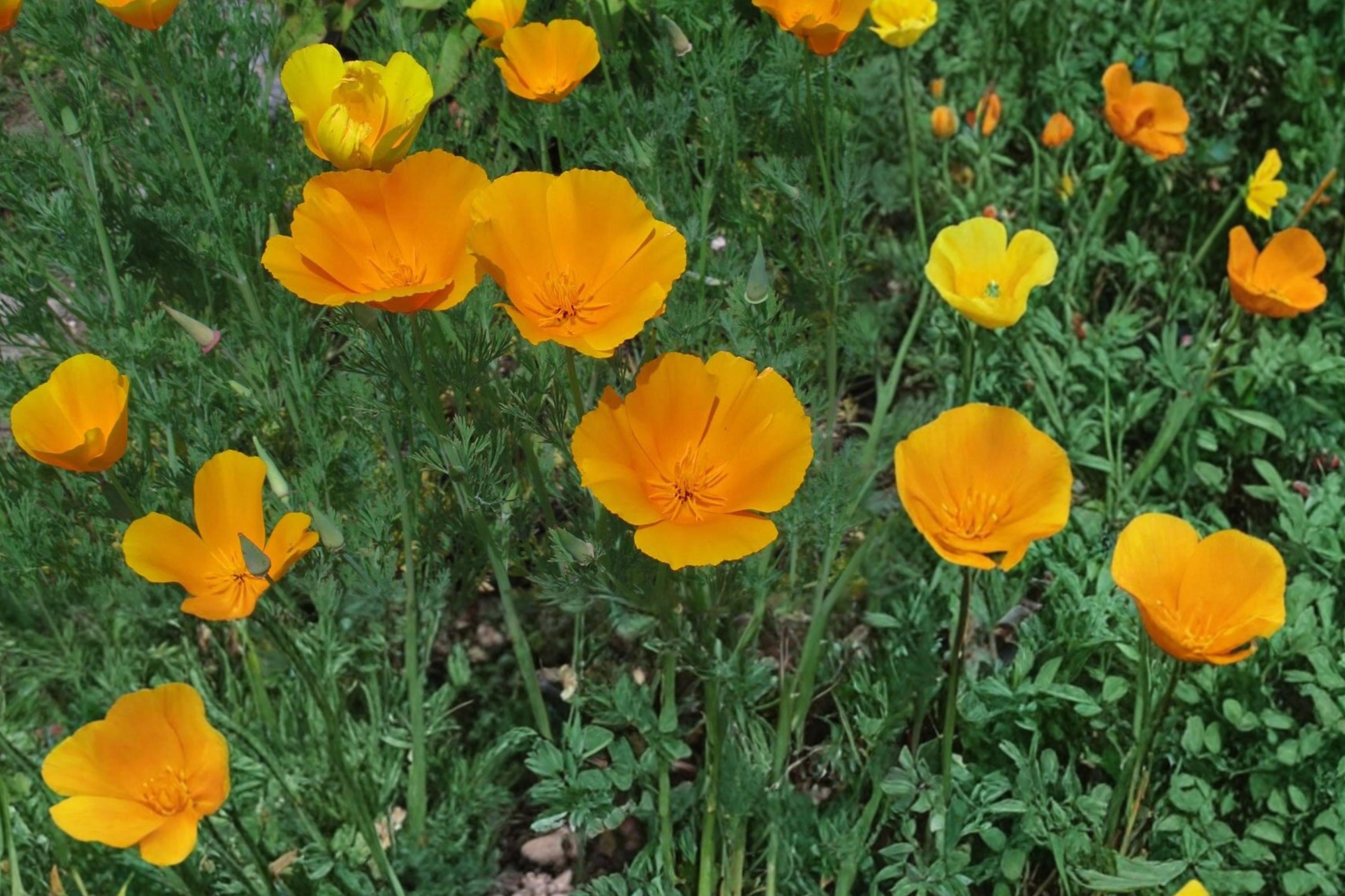 California Poppy Seeds – Eschscholzia californica, Bright Orange Wildflower, Annual Herbaceous Plant for Gardens & Meadows
