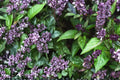 Cinnamon Basil Seeds – Ocimum basilicum – Aromatic Herb with Purple Stems and Green Foliage, 75 Seeds