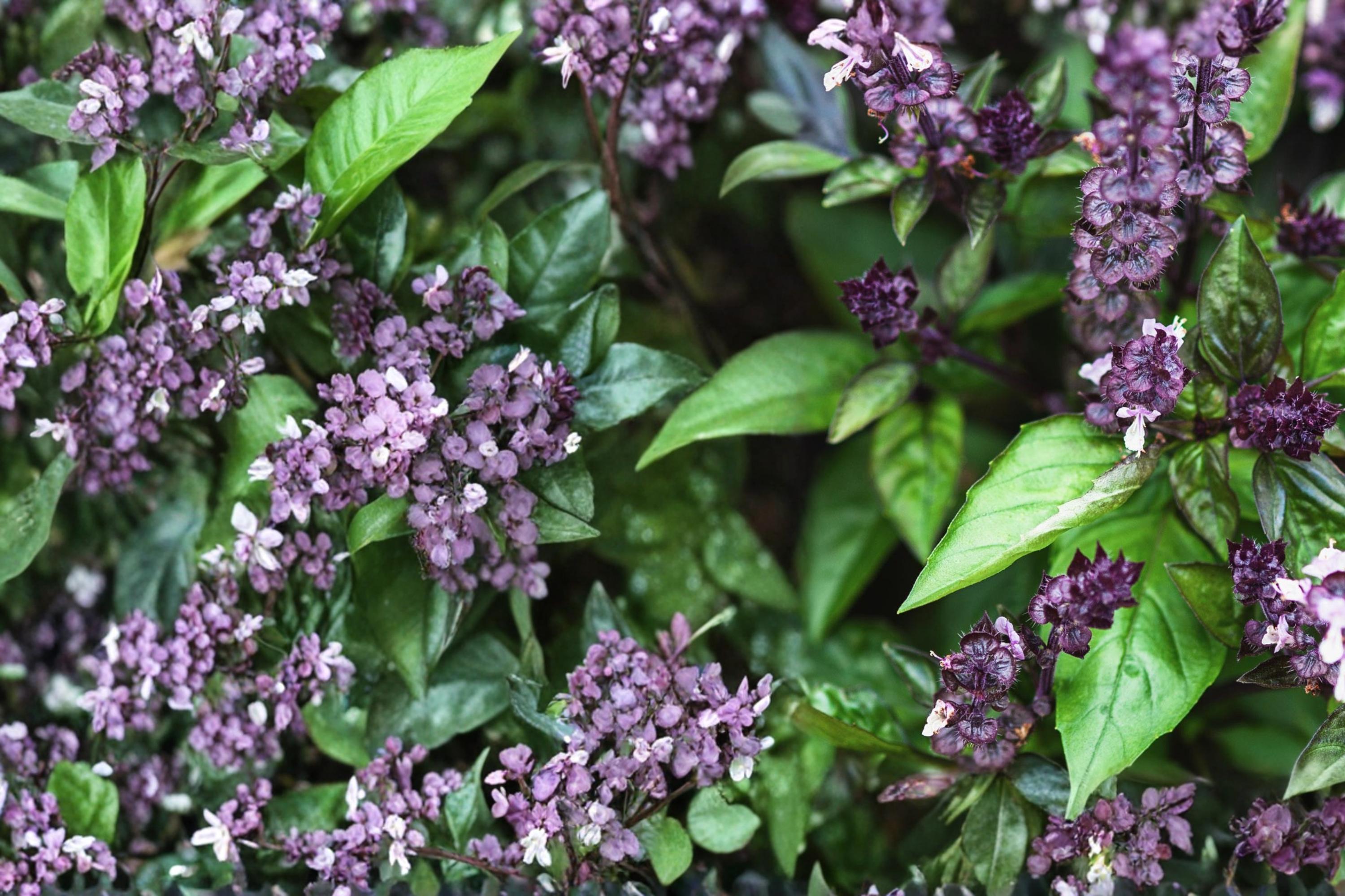Cinnamon Basil Seeds – Ocimum basilicum – Aromatic Herb with Purple Stems and Green Foliage, 75 Seeds