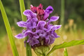 Self Heal Seeds (100) | Prunella vulgaris | Native Herb for Pollinators & Herbal Use | Easy to Grow Wildflower Seed Pack