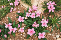 Oleander Seeds – Nerium oleander Flowering Shrub for Hedges & Borders, Drought Tolerant Evergreen Plant