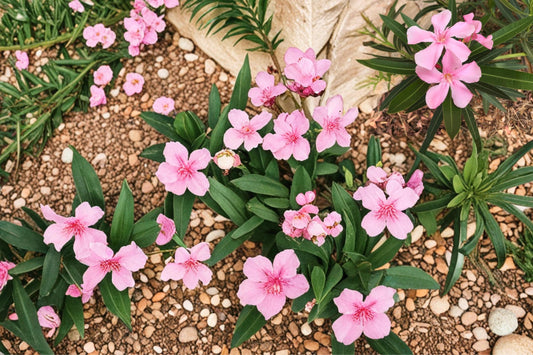 Oleander Seeds – Nerium oleander Flowering Shrub for Hedges & Borders, Drought Tolerant Evergreen Plant
