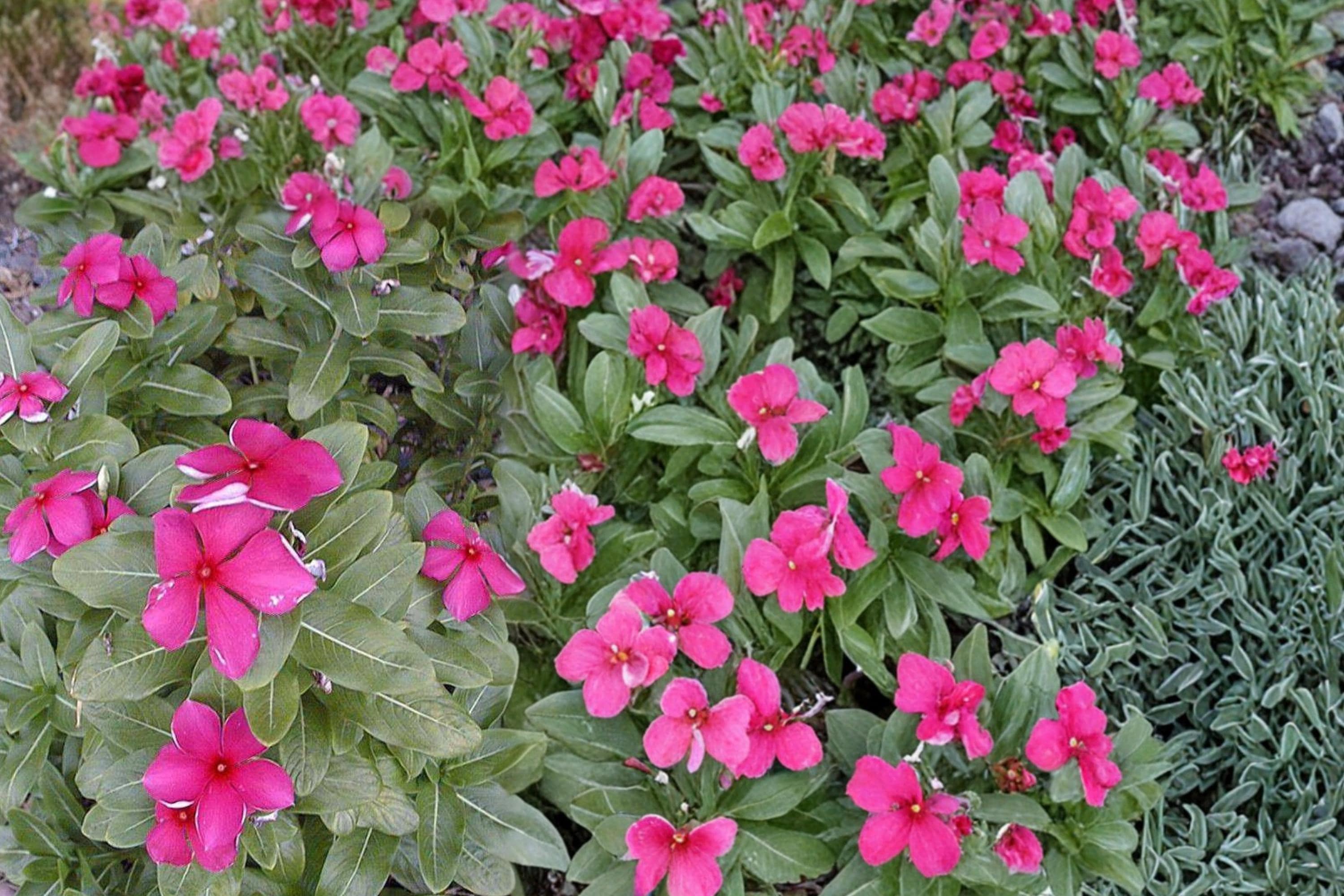 Madagascar Periwinkle Seeds – Catharanthus roseus – Herbaceous Annual with Pink, White, or Red Flowers for Gardens & Containers