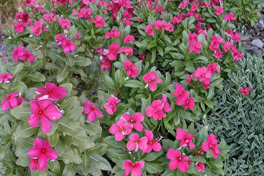 Madagascar Periwinkle Seeds – Catharanthus roseus – Herbaceous Annual with Pink, White, or Red Flowers for Gardens & Containers