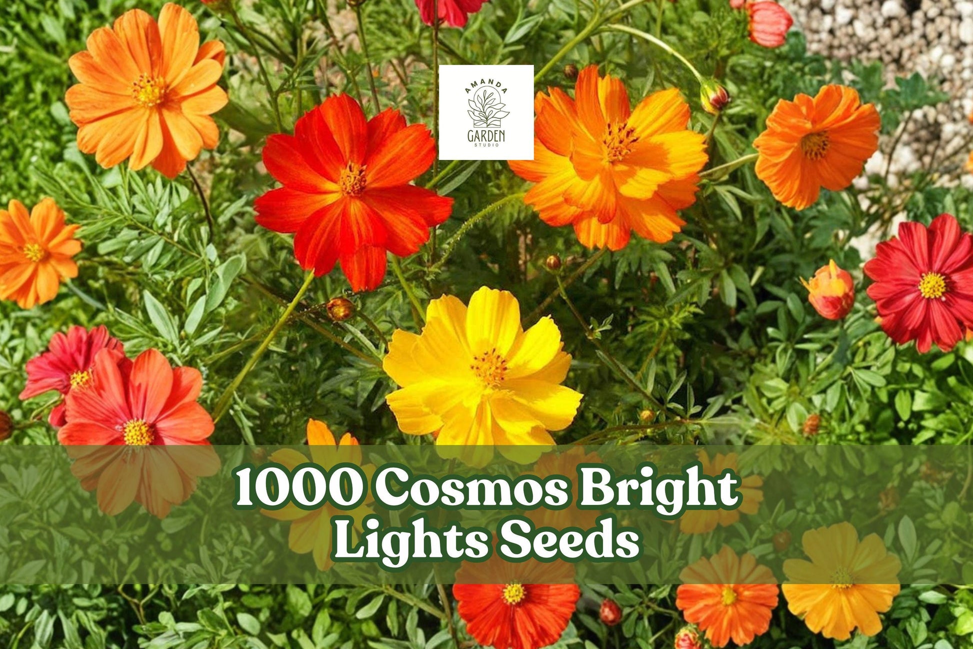 Cosmos Bright Lights Seeds Mixed Color Flower Garden - Cosmos sulphureus, Annual, Vibrant Orange, Yellow, Gold, Pollinator-Friendly
