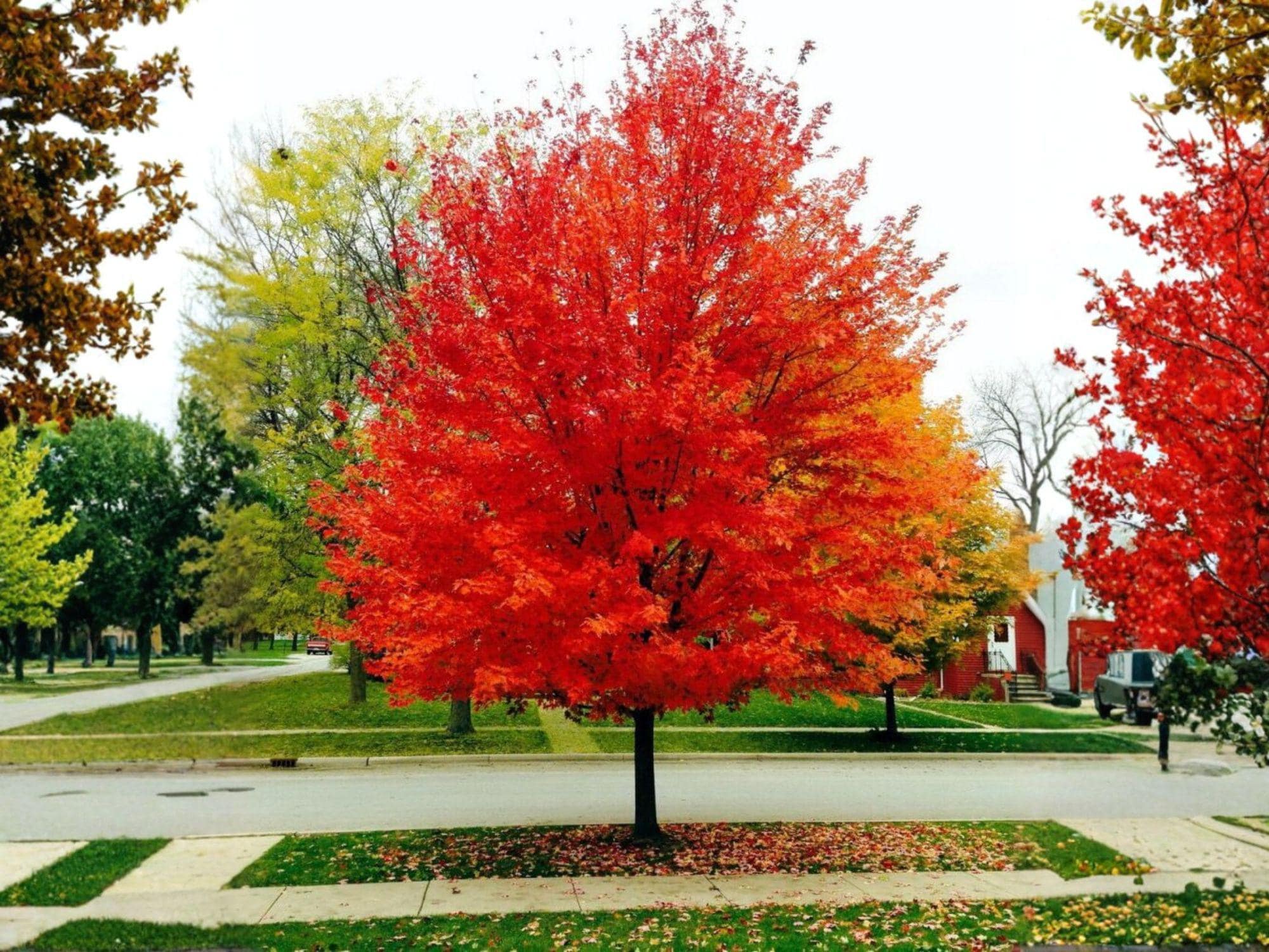 Red Maple Trees Bare Root 2 Pack – Acer rubrum Fast Growing Shade Trees with Red Flowers and Seasonal Foliage